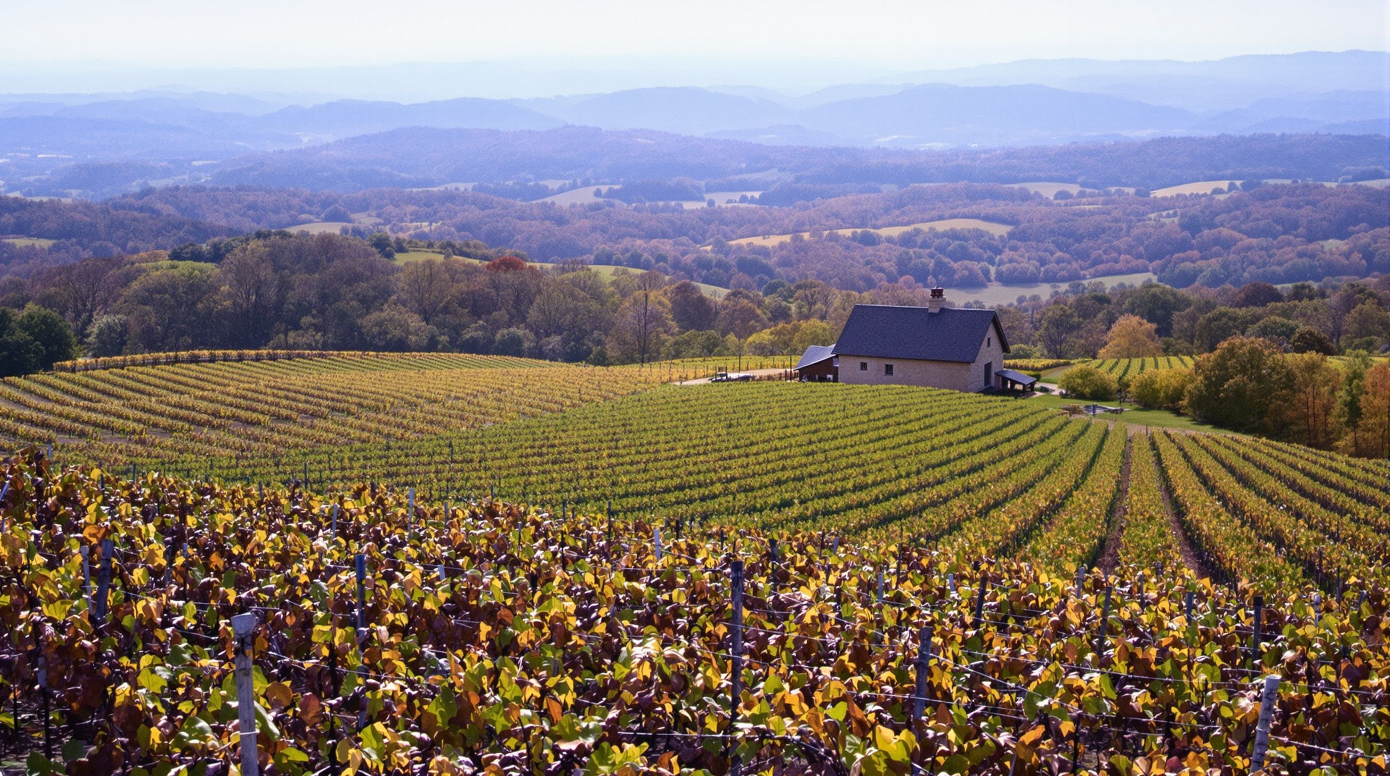 Vineyard rows on rolling hills with blue mountains in the haze behind